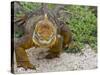 Galapagos Land Iguana (Conolophus Subcristatus), Galapagos Is, UNESCO World Heritge Site, Ecuador-Michael Nolan-Stretched Canvas