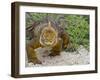 Galapagos Land Iguana (Conolophus Subcristatus), Galapagos Is, UNESCO World Heritge Site, Ecuador-Michael Nolan-Framed Photographic Print