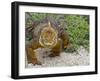 Galapagos Land Iguana (Conolophus Subcristatus), Galapagos Is, UNESCO World Heritge Site, Ecuador-Michael Nolan-Framed Photographic Print