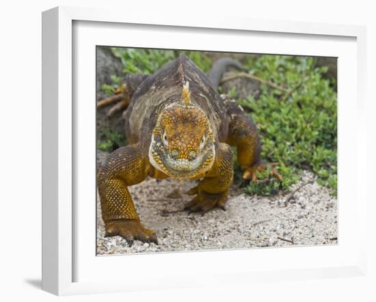 Galapagos Land Iguana (Conolophus Subcristatus), Galapagos Is, UNESCO World Heritge Site, Ecuador-Michael Nolan-Framed Photographic Print