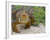 Galapagos Land Iguana (Conolophus Subcristatus), Galapagos Is, UNESCO World Heritge Site, Ecuador-Michael Nolan-Framed Photographic Print