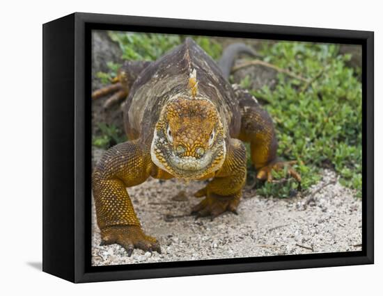 Galapagos Land Iguana (Conolophus Subcristatus), Galapagos Is, UNESCO World Heritge Site, Ecuador-Michael Nolan-Framed Stretched Canvas