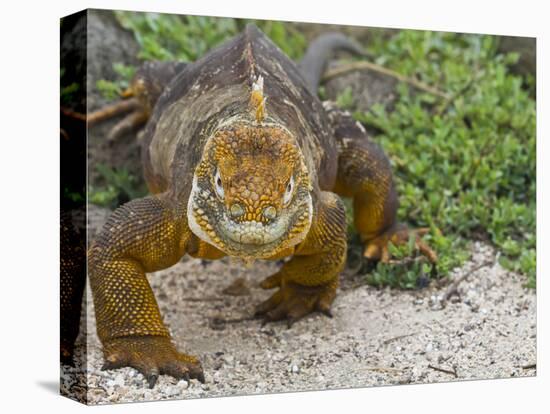 Galapagos Land Iguana (Conolophus Subcristatus), Galapagos Is, UNESCO World Heritge Site, Ecuador-Michael Nolan-Stretched Canvas