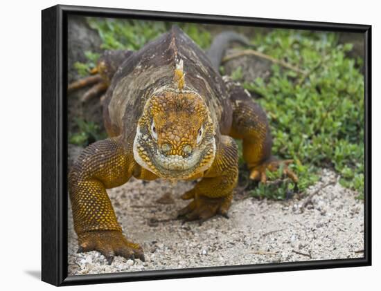 Galapagos Land Iguana (Conolophus Subcristatus), Galapagos Is, UNESCO World Heritge Site, Ecuador-Michael Nolan-Framed Photographic Print