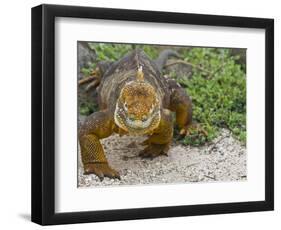 Galapagos Land Iguana (Conolophus Subcristatus), Galapagos Is, UNESCO World Heritge Site, Ecuador-Michael Nolan-Framed Photographic Print