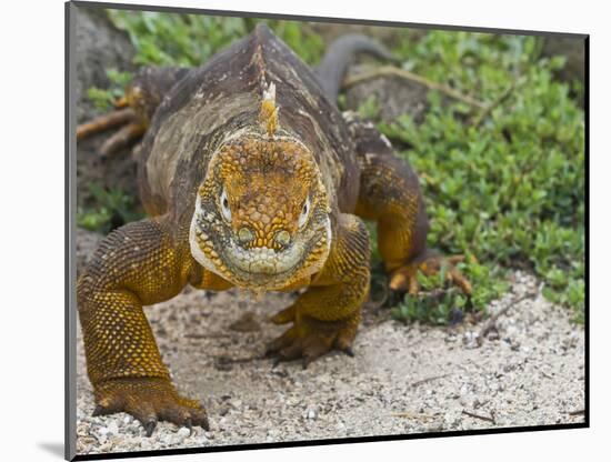 Galapagos Land Iguana (Conolophus Subcristatus), Galapagos Is, UNESCO World Heritge Site, Ecuador-Michael Nolan-Mounted Photographic Print