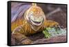 Galapagos land iguana, Galapagos Islands, Ecuador-Art Wolfe-Framed Stretched Canvas