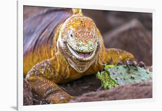 Galapagos land iguana, Galapagos Islands, Ecuador-Art Wolfe-Framed Photographic Print