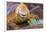 Galapagos land iguana, Galapagos Islands, Ecuador-Art Wolfe-Framed Photographic Print