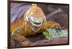 Galapagos land iguana, Galapagos Islands, Ecuador-Art Wolfe-Framed Photographic Print