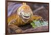 Galapagos land iguana, Galapagos Islands, Ecuador-Art Wolfe-Framed Photographic Print