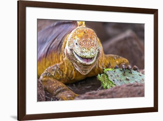 Galapagos land iguana, Galapagos Islands, Ecuador-Art Wolfe-Framed Premium Photographic Print