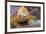 Galapagos land iguana, Galapagos Islands, Ecuador-Art Wolfe-Framed Premium Photographic Print