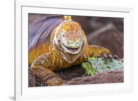 Galapagos land iguana, Galapagos Islands, Ecuador-Art Wolfe-Framed Premium Photographic Print