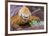 Galapagos land iguana, Galapagos Islands, Ecuador-Art Wolfe-Framed Premium Photographic Print