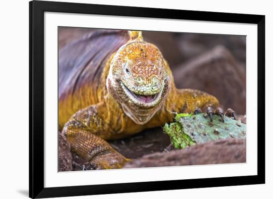 Galapagos land iguana, Galapagos Islands, Ecuador-Art Wolfe-Framed Premium Photographic Print