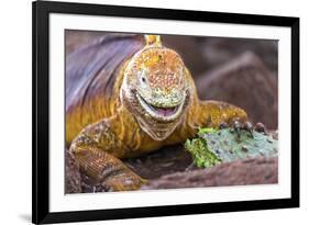 Galapagos land iguana, Galapagos Islands, Ecuador-Art Wolfe-Framed Premium Photographic Print