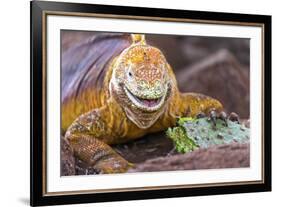 Galapagos land iguana, Galapagos Islands, Ecuador-Art Wolfe-Framed Premium Photographic Print