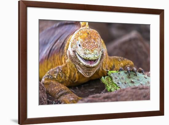 Galapagos land iguana, Galapagos Islands, Ecuador-Art Wolfe-Framed Premium Photographic Print