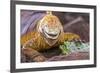Galapagos land iguana, Galapagos Islands, Ecuador-Art Wolfe-Framed Premium Photographic Print