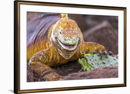 Galapagos land iguana, Galapagos Islands, Ecuador-Art Wolfe-Framed Premium Photographic Print