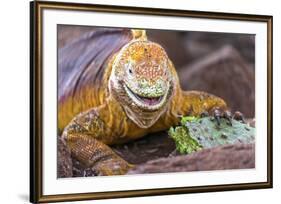 Galapagos land iguana, Galapagos Islands, Ecuador-Art Wolfe-Framed Premium Photographic Print