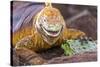 Galapagos land iguana, Galapagos Islands, Ecuador-Art Wolfe-Stretched Canvas