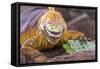 Galapagos land iguana, Galapagos Islands, Ecuador-Art Wolfe-Framed Stretched Canvas