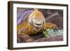 Galapagos land iguana, Galapagos Islands, Ecuador-Art Wolfe-Framed Photographic Print