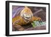 Galapagos land iguana, Galapagos Islands, Ecuador-Art Wolfe-Framed Photographic Print