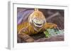 Galapagos land iguana, Galapagos Islands, Ecuador-Art Wolfe-Framed Photographic Print