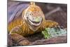 Galapagos land iguana, Galapagos Islands, Ecuador-Art Wolfe-Mounted Photographic Print