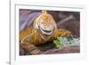 Galapagos land iguana, Galapagos Islands, Ecuador-Art Wolfe-Framed Photographic Print