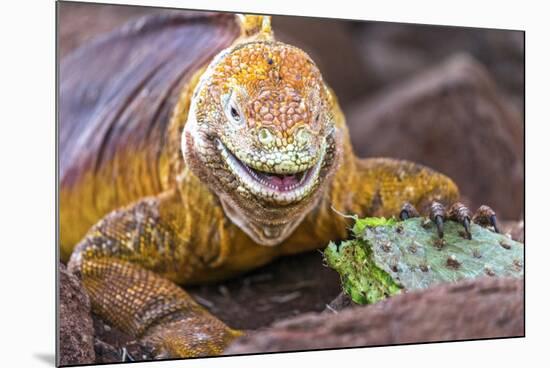 Galapagos land iguana, Galapagos Islands, Ecuador-Art Wolfe-Mounted Photographic Print