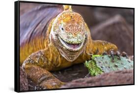 Galapagos land iguana, Galapagos Islands, Ecuador-Art Wolfe-Framed Stretched Canvas