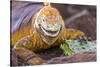 Galapagos land iguana, Galapagos Islands, Ecuador-Art Wolfe-Stretched Canvas