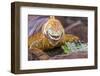 Galapagos land iguana, Galapagos Islands, Ecuador-Art Wolfe-Framed Photographic Print