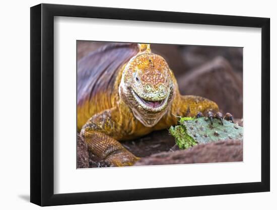 Galapagos land iguana, Galapagos Islands, Ecuador-Art Wolfe-Framed Photographic Print