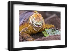 Galapagos land iguana, Galapagos Islands, Ecuador-Art Wolfe-Framed Photographic Print