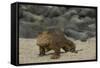 Galapagos Land Iguana, North Seymour Island Galapagos Islands, Ecuador-Pete Oxford-Framed Stretched Canvas