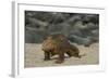 Galapagos Land Iguana, North Seymour Island Galapagos Islands, Ecuador-Pete Oxford-Framed Photographic Print