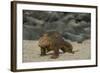 Galapagos Land Iguana, North Seymour Island Galapagos Islands, Ecuador-Pete Oxford-Framed Photographic Print