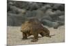 Galapagos Land Iguana, North Seymour Island Galapagos Islands, Ecuador-Pete Oxford-Mounted Photographic Print