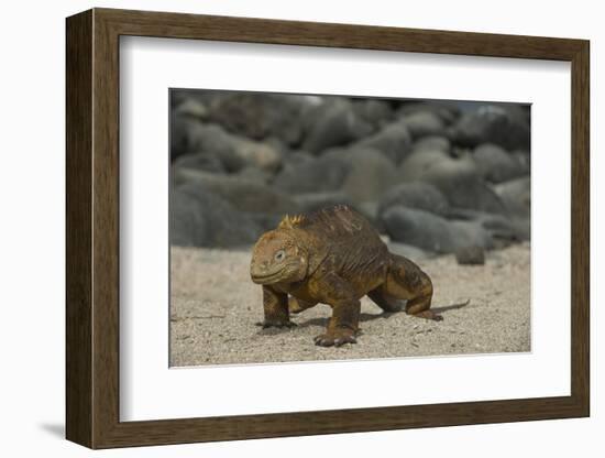 Galapagos Land Iguana, North Seymour Island Galapagos Islands, Ecuador-Pete Oxford-Framed Photographic Print