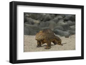 Galapagos Land Iguana, North Seymour Island Galapagos Islands, Ecuador-Pete Oxford-Framed Photographic Print