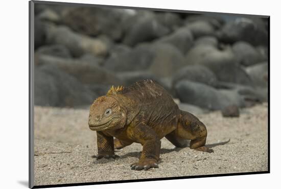 Galapagos Land Iguana, North Seymour Island Galapagos Islands, Ecuador-Pete Oxford-Mounted Photographic Print