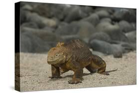 Galapagos Land Iguana, North Seymour Island Galapagos Islands, Ecuador-Pete Oxford-Stretched Canvas