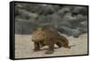 Galapagos Land Iguana, North Seymour Island Galapagos Islands, Ecuador-Pete Oxford-Framed Stretched Canvas