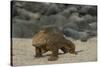 Galapagos Land Iguana, North Seymour Island Galapagos Islands, Ecuador-Pete Oxford-Stretched Canvas