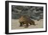 Galapagos Land Iguana, North Seymour Island Galapagos Islands, Ecuador-Pete Oxford-Framed Photographic Print